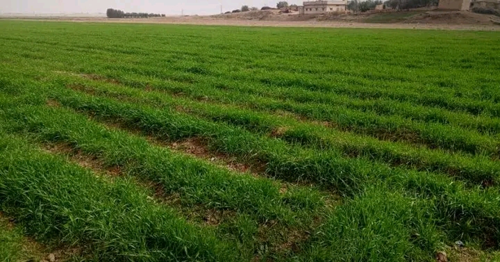 موسم زراعي واعد في الحسكة .. أكثر من 750 ألف هكتار مزروعة بالقمح والشعير