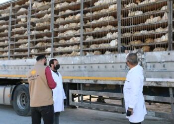 بدء إدخال شحنات “الدجاج الحي” عبر المنافذ الحدودية لتعزيز استقرار الأسعار في شهر رمضان