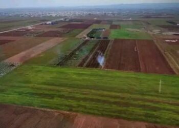 مدير زراعة درعا : الهطلات المطرية الحالية تنقذ موسم القمح