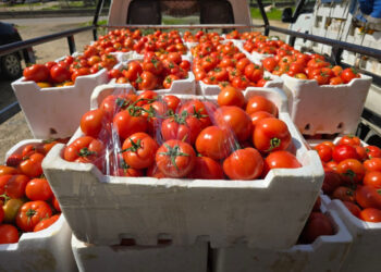 عوامل تدفع أسعار البندورة إلى الارتفاع