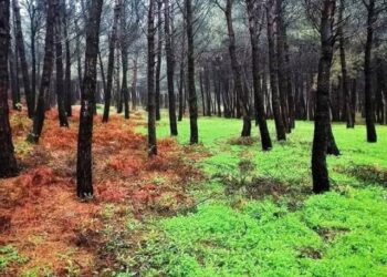 طرطوس الخضراء تتعافى رغم الحرائق.. 31 ألف هكتار حراجي وخطة تحريج تتجاوز المستهدف