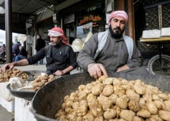 سعر الكيلو 250 ألف ليرة.. “الكمأة” مصدر دخل لعوائل بدير الزور تحفه مخاطر الألغام !