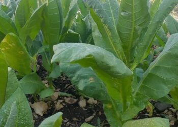 التبغ.. زراعة بلا ضمانات… 