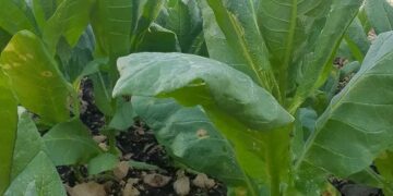 التبغ.. زراعة بلا ضمانات…