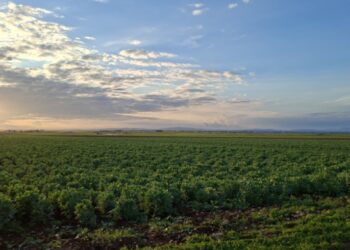 موسم مطري استثنائي في سوريا.. انتعاش زراعي وأضرار تطال المحاصيل العطرية