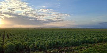 موسم مطري استثنائي في سوريا.. انتعاش زراعي وأضرار تطال المحاصيل العطرية