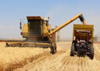 إنتاج القمح قد يصل إلى 2.3 مليون طن.. مؤشرات تعافٍ زراعي تدريجي