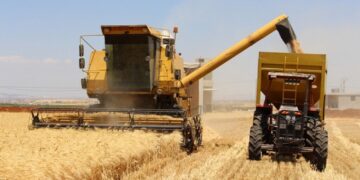 إنتاج القمح قد يصل إلى 2.3 مليون طن.. مؤشرات تعافٍ زراعي تدريجي