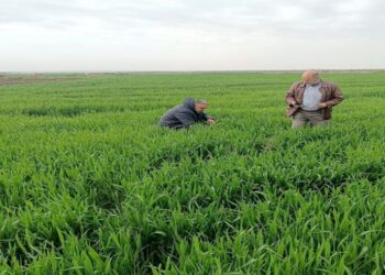 “قمح درعا” تخطى صدمة الانحباس وتفاؤل بوفرة الإنتاج