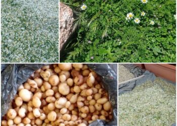 مراكز بيع النباتات البرية تحيي الأمل باستثمار الكنوز الطبيعية المهملة