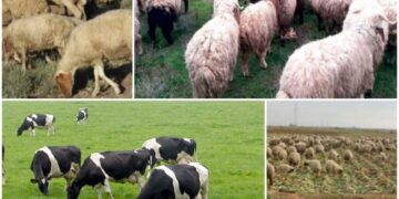 تحديات تواجه قطاع الثروة الحيوانية..وخبير يقترح سلسلة إجراءات لتطويره