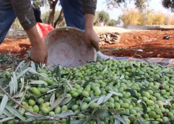 تعاون زراعي جديد بين سوريا وإسبانيا لتطوير زيت الزيتون وتعزيز جودة الإنتاج