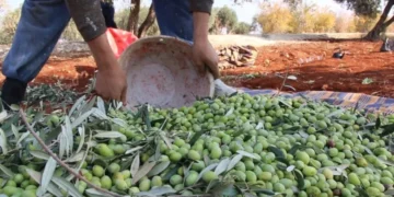 تعاون زراعي جديد بين سوريا وإسبانيا لتطوير زيت الزيتون وتعزيز جودة الإنتاج