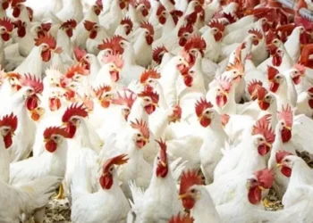 مدير حماية المستهلك: انخفاض أسعار الفروج يعود إلى زيادة حجم العرض