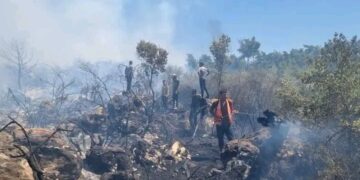 وزارة الزراعة: السيطرة على 85 حريقاً حراجياً وزراعياً خلال عشرة أيام