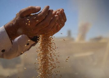 القمح السوري من التراجع إلى الاكتفاء.. كيف تحقق وهل يستمر؟
