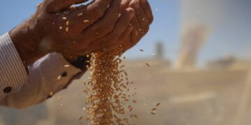 القمح السوري من التراجع إلى الاكتفاء.. كيف تحقق وهل يستمر؟