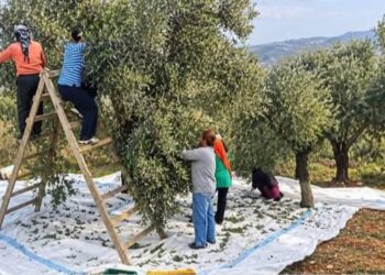 قطاف الزيتون.. حين تتحول الحقول إلى عيد عائلي